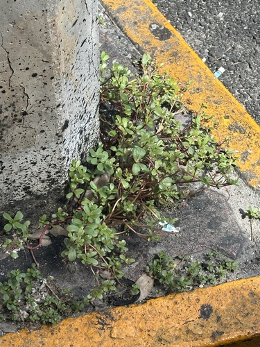 Portulaca oleracea observed 2026-10-29