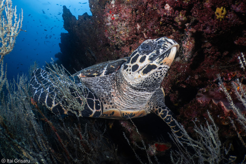 Eretmochelys imbricata observed 2026-10-28