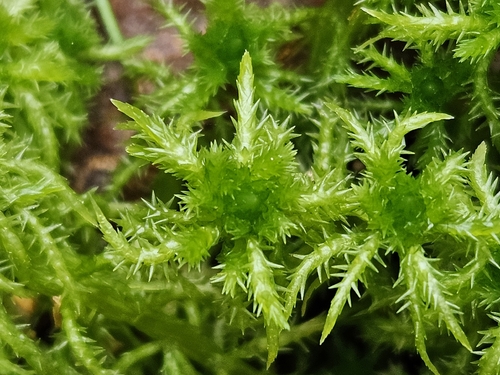 Sphagnum squarrosum observed 2026-10-28