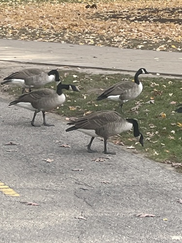 Branta observed 2026-10-29