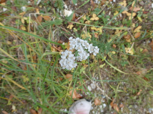 Achillea millefolium observed 2026-10-29