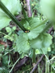 Ptosima gibbicollis