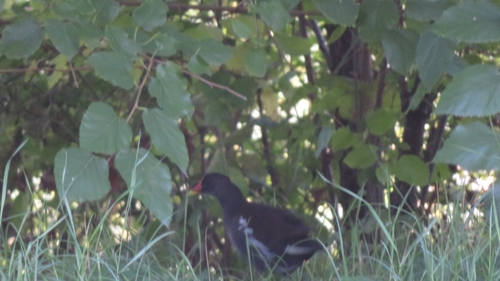 Gallinula chloropus observed 2026-10-29