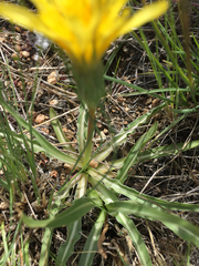 Nothocalais troximoides