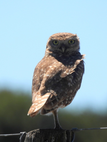 Athene cunicularia observed 2026-10-29
