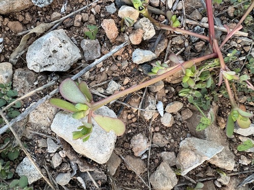 Portulaca oleracea observed 2026-10-29