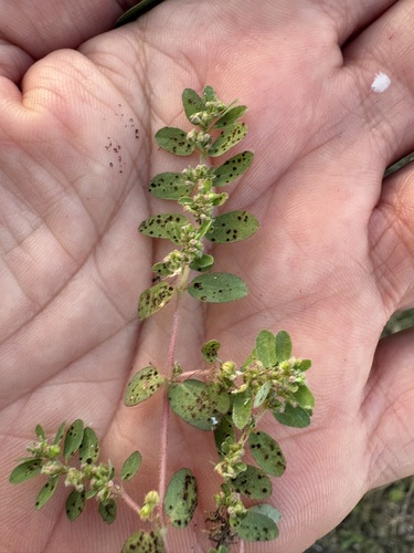 Euphorbia prostrata observed 2026-10-29