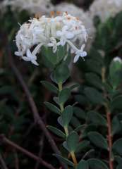 Pimelea linifolia linifolia