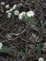 Pimelea linifolia linifolia