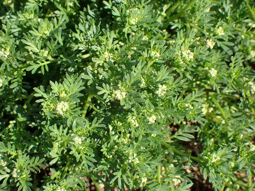 Lepidium didymum observed 2026-10-28