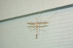 Tricyphona