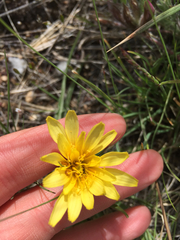 Nothocalais troximoides