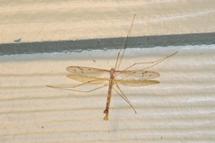 Tricyphona
