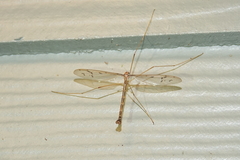 Tricyphona