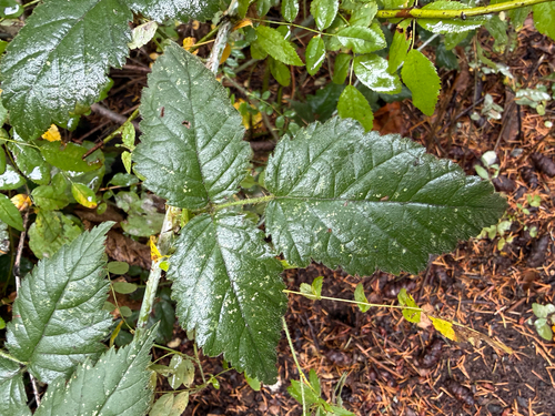 Rubus observed 2026-10-29