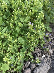 Campanula poscharskyana