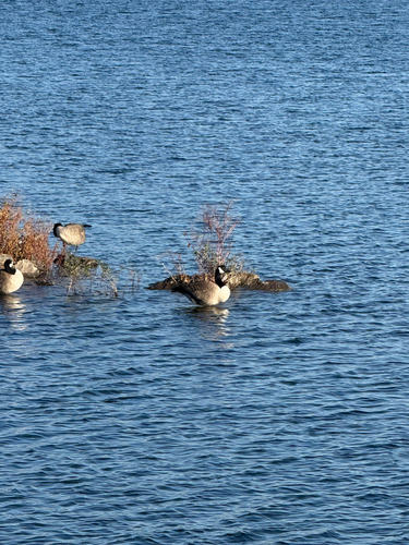 Branta observed 2026-10-29