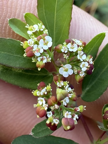 Euphorbia hypericifolia observed 2026-10-21
