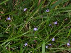 Lobelia anceps