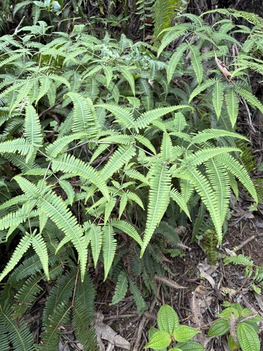 Dicranopteris linearis observed 2026-10-21