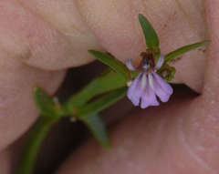 Lobelia anceps
