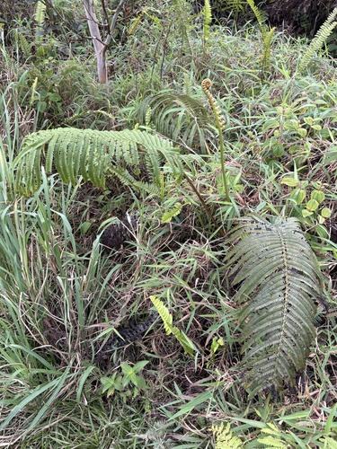 Sadleria observed 2026-10-21
