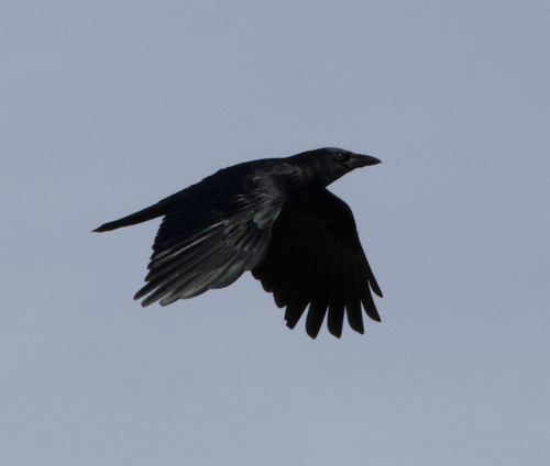 Corvus observed 2026-10-29