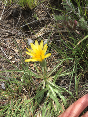 Nothocalais troximoides