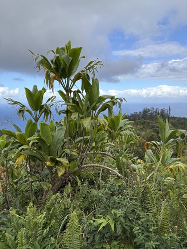 Cordyline fruticosa observed 2026-10-21