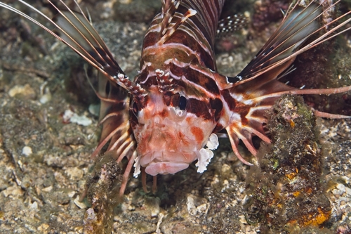 Pterois antennata observed 2026-10-19
