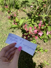 Weigela floribunda