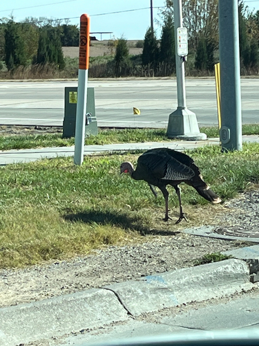 Meleagris gallopavo observed 2026-10-29