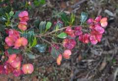 Dodonaea viscosa cuneata