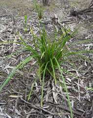 Dianella brevicaulis