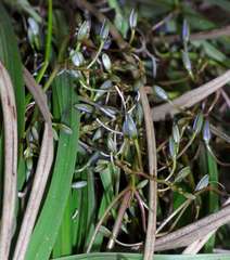 Dianella brevicaulis