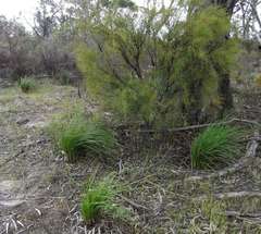 Dianella brevicaulis