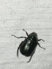 Paranomala cincta