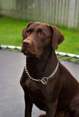 Canis familiaris
