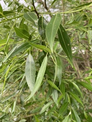 Salix