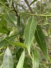 Salix