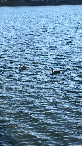 Branta observed 2026-10-29