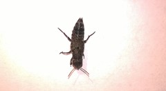 Ontholestes murinus