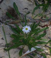 Brachyscome graminea