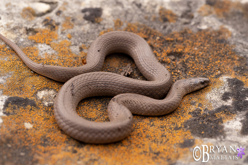 Rough Earthsnake, Hillsboro, MO 63050, USA, photo 10 of 10