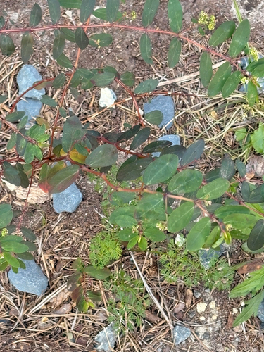 Euphorbia hypericifolia observed 2026-10-29
