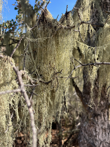 Ramalina observed 2026-10-29