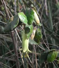 Correa reflexa reflexa