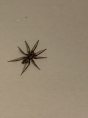 Herpyllus propinquus