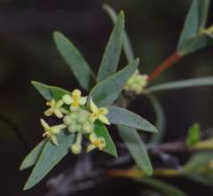 Pimelea microcephala microcephala