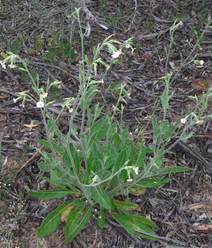 Image of Nicotiana velutina by (c) Russell Best, some rights reserved (CC BY)